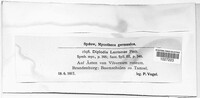 Diplodia lantanae image